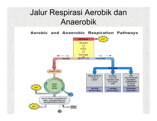 Jalur Respirasi Aerobik dan
        Anaerobik
 
