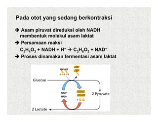 Pada otot yang sedang berkontraksi

 Asam piruvat direduksi oleh NADH
 membentuk molekul asam laktat
 Persamaan reaksi
 C3H4O3 + NADH + H+    C3H6O3 + NAD+
 Proses dinamakan fermentasi asam laktat
 