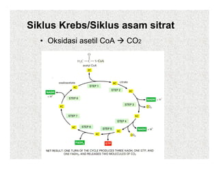Siklus Krebs/Siklus asam sitrat
  • Oksidasi asetil CoA   CO2
 
