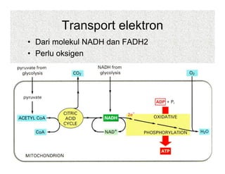 Transport elektron
• Dari molekul NADH dan FADH2
• Perlu oksigen
 