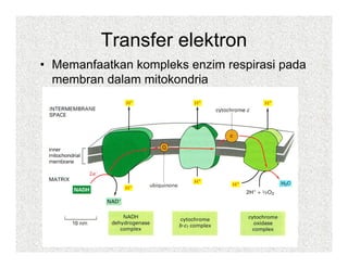 Transfer elektron
• Memanfaatkan kompleks enzim respirasi pada
  membran dalam mitokondria
 