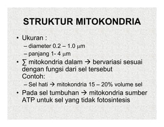 STRUKTUR MITOKONDRIA
• Ukuran :
  – diameter 0.2 – 1.0 μm
  – panjang 1- 4 μm
            1
• ∑ mitokondria dalam      bervariasi sesuai
  dengan fungsi dari sel tersebut
     g      g
  Contoh:
  – Sel hati   mitokondria 15 – 20% volume sel
• Pada sel tumbuhan     mitokondria sumber
  ATP untuk sel yang tidak fotosintesis
                y g
 
