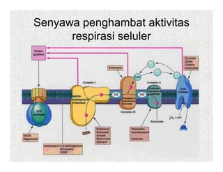 Senyawa penghambat aktivitas
      respirasi seluler
          i i l l
 