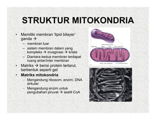 STRUKTUR MITOKONDRIA
•   Memiliki membran ‘lipid bilayer’
    ganda
       d
     – membran luar
     – sistem membran dalam yang
       kompleks     invaginasi  krista
     – Diantara kedua membran terdapat
       ruang antar/inter membran
•   Matriks   berisi protein terlarut,
                     p
    berbentuk seperti gel
•   Matriks mitokondria
     – Mengandung ribosom, enzim, DNA
       sirkular
        ik l
     – Mengandung enzim untuk
       pengubahan piruvat  asetil CoA
 