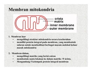 Membran mitokondria




1. Membran luar
    • mengelilingi struktur mitokondria secara keseluruhan
    • memiliki protein integral pada membran, yang membentuk
      saluran untuk memfasilitasi berbagai macam molekul keluar
      masuk mitokondria

2. Membran dalam,
   • mengelilingi matriks yang berisi cairan
   • membentuk suatu lekukan ke dalam matriks krista.
   • Mengandung 5 kelompok protein integral membran
 