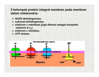 5 kelompok protein integral membran pada membran
dalam mitokondria:
o NADH dehidrogenase,
o suksinat dehidrogenase,
o sitokrom c reduktase (j
   it k        d kt    (juga dik
                             dikenal sebagai kompleks
                                   l b     ik    l k
  sitokrom b-c1),
o sitokrom c oksidase,
o ATP sintase
 