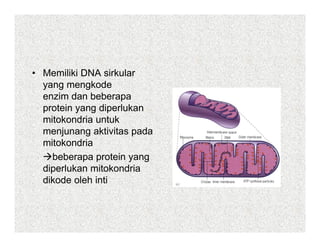 • Memiliki DNA sirkular
  yang mengkode
  enzim dan beberapa
  protein yang diperlukan
  mitokondria untuk
  menjunang aktivitas pada
  mitokondria
    beberapa protein yang
  diperlukan mitokondria
  dikode oleh inti
 