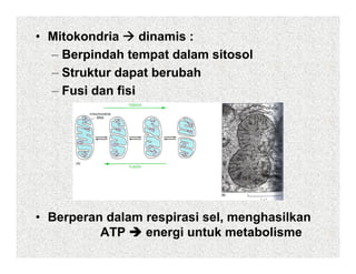 • Mitokondria     dinamis :
  –BBerpindah tempat dalam sitosol
         i d ht       td l  it   l
  – Struktur dapat berubah
  – Fusi dan fisi




• Berperan dalam respirasi sel, menghasilkan
     p              p              g
          ATP    energi untuk metabolisme
 