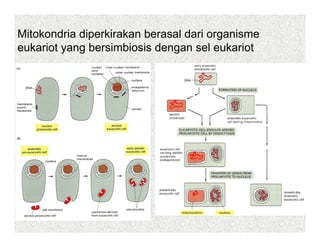 Mitokondria diperkirakan berasal dari organisme
eukariot yang bersimbiosis dengan sel eukariot
 