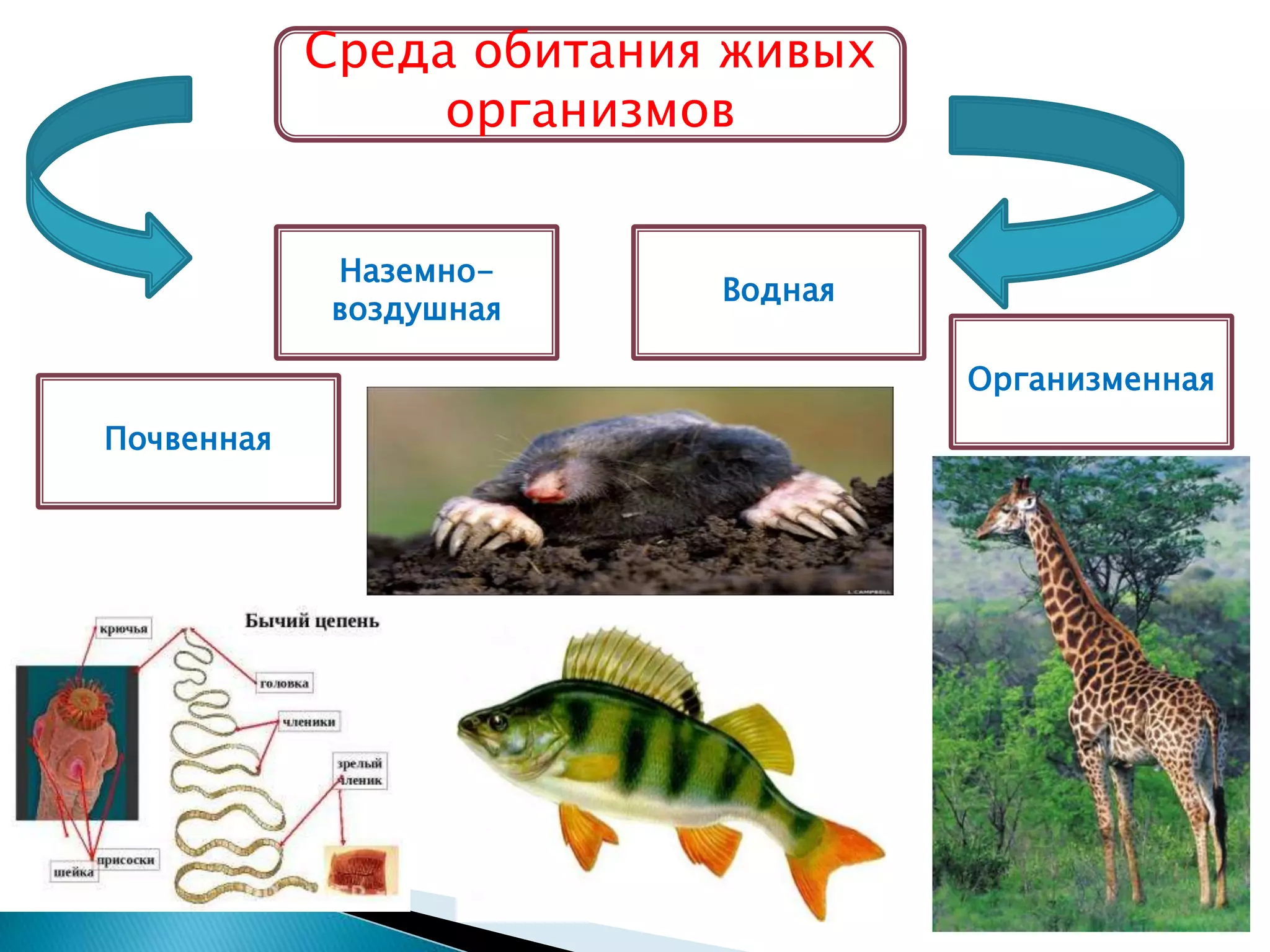 Среда обитания живых
организмов
Наземно-
воздушная
Водная
Организменная
Почвенная
 