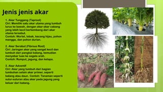 Struktur akar fungsi dan modifikasinya.pptx