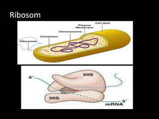 Ribosom

 