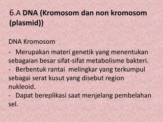 6.A DNA (Kromosom dan non kromosom
(plasmid))
DNA Kromosom
- Merupakan materi genetik yang menentukan
sebagaian besar sifat-sifat metabolisme bakteri.
- Berbentuk rantai melingkar yang terkumpul
sebagai serat kusut yang disebut region
nukleoid.
- Dapat bereplikasi saat menjelang pembelahan
sel.

 