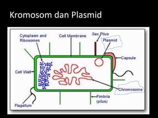 Kromosom dan Plasmid

 