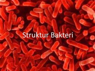 Struktur Bakteri

 