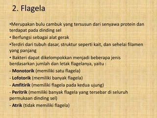2. Flagela
•Merupakan bulu cambuk yang tersusun dari senyawa protein dan
terdapat pada dinding sel
• Berfungsi sebagai alat gerak
•Terdiri dari tubuh dasar, struktur seperti kait, dan sehelai filamen
yang panjang
• Bakteri dapat dikelompokkan menjadi beberapa jenis
berdasarkan jumlah dan letak flagelanya, yaitu :
- Monotorik (memiliki satu flagela)
- Lofotorik (memiliki banyak flagela)
- Amfitirik (memiliki flagela pada kedua ujung)
- Peritrik (memiliki banyak flagela yang tersebar di seluruh
permukaan dinding sel)
- Atrik (tidak memiliki flagela)

 