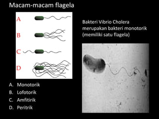 Macam-macam flagela
Bakteri Vibrio Cholera
merupakan bakteri monotorik
(memiliki satu flagela)

A.
B.
C.
D.

Monotorik
Lofotorik
Amfitirik
Peritrik

 