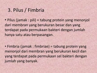 3. Pilus / Fimbria
• Pilus (jamak : pili) = tabung protein yang menonjol
dari membran yang berukuran besar dan yang
terdapat pada permukaan bakteri dengan jumlah
hanya satu atau berpasangan.
• Fimbria (jamak : fimbriae) = tabung protein yang
menonjol dari membran yang berukuran kecil dan
yang terdapat pada permukaan sel bakteri dengan
jumlah yang banyak.

 