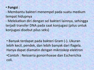 • Fungsi :
- Membantu bakteri menempel pada suatu medium
tempat hidupnya
- Melekatkan diri dengan sel bakteri lainnya, sehingga
terjadi transfer DNA pada saat konjugasi (pilus untuk
konjugasi disebut pilus seks)

• Banyak terdapat pada bakteri Gram (-). Ukuran
lebih kecil, pendek, dan lebih banyak dari flagela.
Hanya dapat diamatin dengan mikroskop elektron
•Contoh : Neisseria gonorrhoeae dan Escherichia
coli.

 