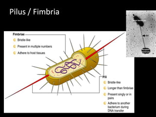 Pilus / Fimbria

 