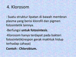 4. Klorosom
: Suatu struktur lipatan di bawah membran
plasma yang berisi klorofil dan pigmen
fotosintetik lainnya.
-Berfungsi untuk fotosintesis.
-Klorosom hanya terdapat pada bakteri
fotosintetik(respon gerak makhluk hidup
terhadap cahaya)
Contoh : Chlorobium.

 