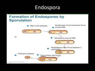 Endospora

 