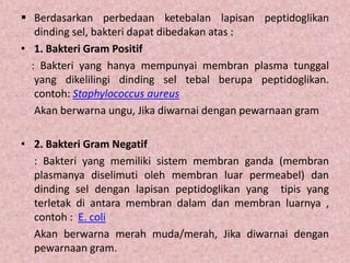  Berdasarkan perbedaan ketebalan lapisan peptidoglikan
dinding sel, bakteri dapat dibedakan atas :
• 1. Bakteri Gram Positif
: Bakteri yang hanya mempunyai membran plasma tunggal
yang dikelilingi dinding sel tebal berupa peptidoglikan.
contoh: Staphylococcus aureus
Akan berwarna ungu, Jika diwarnai dengan pewarnaan gram
• 2. Bakteri Gram Negatif
: Bakteri yang memiliki sistem membran ganda (membran
plasmanya diselimuti oleh membran luar permeabel) dan
dinding sel dengan lapisan peptidoglikan yang tipis yang
terletak di antara membran dalam dan membran luarnya ,
contoh : E. coli
Akan berwarna merah muda/merah, Jika diwarnai dengan
pewarnaan gram.

 