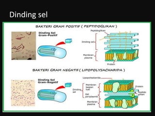 Dinding sel

 