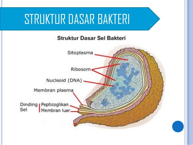 Struktur Bakteri (kelas X)