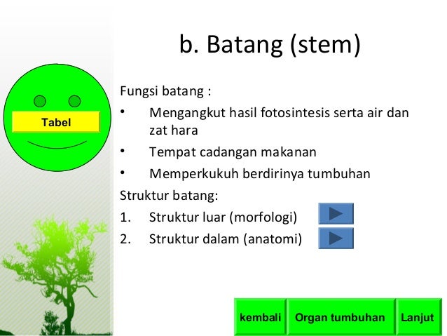 Struktur dan fugsi tumbuhan Struktur dan fugsi tumbuhan