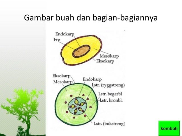 Struktur dan fugsi tumbuhan