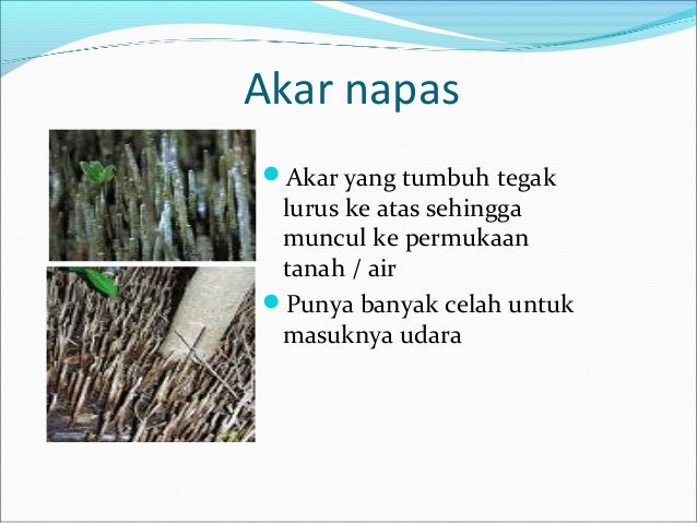 Struktur dan fungsi bagian tumbuhan SD kelas 4