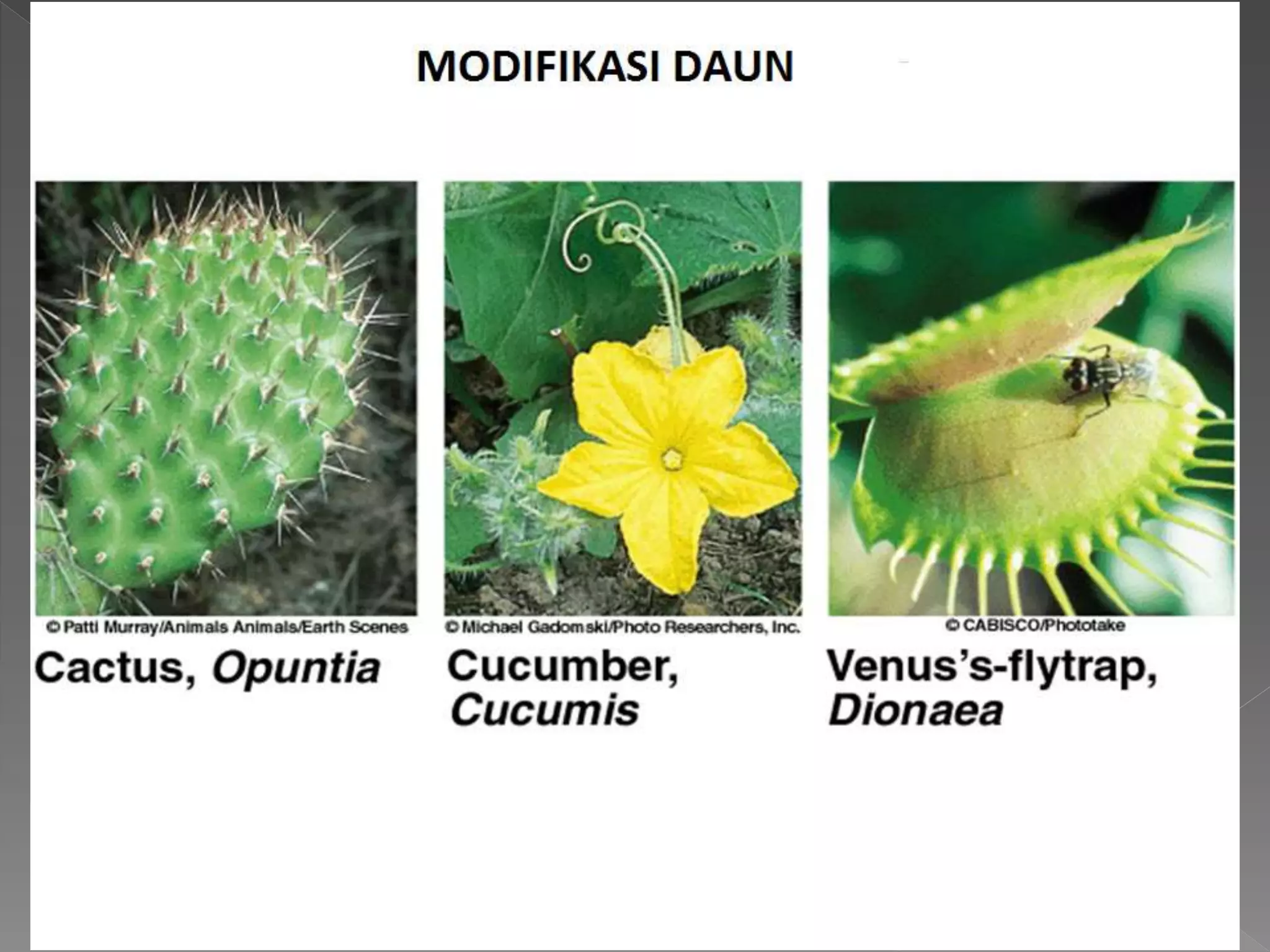 Struktur dan Fungsi Daun | PPTX