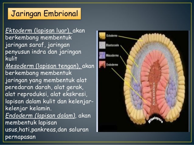 STRUKTUR DAN FUNGSI JARINGAN  PADA HEWAN  DAN MANUSIA