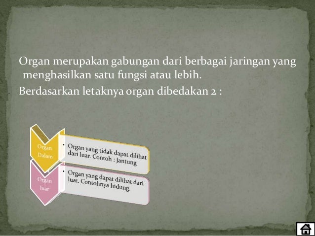 Struktur dan fungsi jaringan pada hewan Struktur dan fungsi jaringan pada hewan