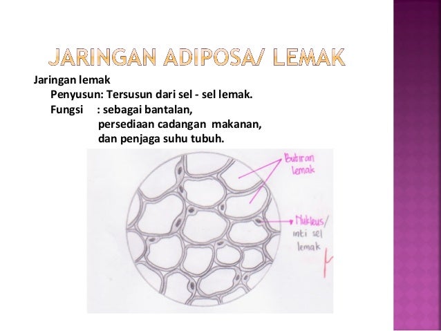 Struktur Dan Fungsi Jaringan Hewan