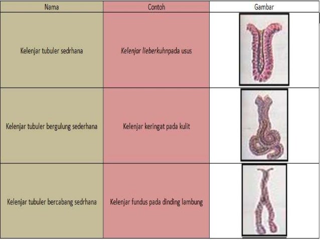 Bab 3 Struktur dan Fungsi Jaringan Hewan