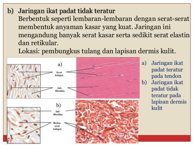 Bab 3 Struktur dan Fungsi  Jaringan  Hewan 