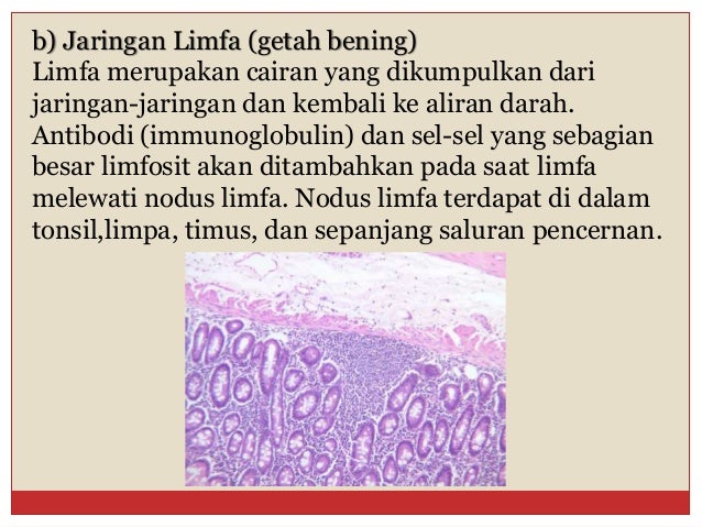 Bab 3 Struktur dan Fungsi Jaringan Hewan