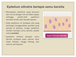 Epitelium silindris berlapis semu bersilia
◦ Merupakan epitelium yang tersusun
dari sel-sel dengan inti sel tidak sejajar
sehingga seolah-olah epitelium
tersebut terdiri atas banyak lapisan.
◦ Pada epitelium ini terdapat silia yang
berfungsi menggerakkan partikel yang
berada di atasnya. Fungsi epitelium
silindris berlapis semu bersilia adalah
untuk proteksi.
◦ Epitelium silindris berlapis semu
bersilia terdapat pada saluran telur
(tuba Fallopi), rongga hidung, dan
saluran pernapasan
 
