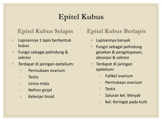 Epitel Kubus
Epitel Kubus Selapis
◦ Lapisannya 1 lapis berbentuk
kubus
◦ Fungsi sebagai pelindung &
sekresi
◦ Terdapat di jaringan epitelium:
- Permukaan ovarium
- Testis
- Lensa mata
- Nefron ginjal
- Kelenjar tiroid
Epitel Kubus Berlapis
◦ Lapisannya banyak
◦ Fungsi sebagai pelindung
gesekan & pengelupasan,
absorpsi & sekresi
◦ Terdapat di jaringan
epitelium:
- Folikel ovarium
- Permukaan ovarium
- Testis
- Saluran kel. Minyak
- Kel. Keringat pada kulit
 