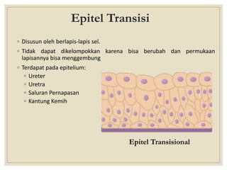 Epitel Transisi
◦ Disusun oleh berlapis-lapis sel.
◦ Tidak dapat dikelompokkan karena bisa berubah dan permukaan
lapisannya bisa menggembung
◦ Terdapat pada epitelium:
◦ Ureter
◦ Uretra
◦ Saluran Pernapasan
◦ Kantung Kemih
Epitel Transisional
 