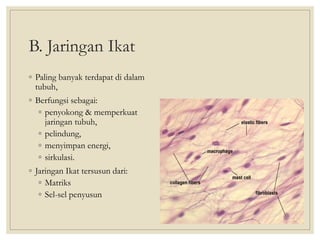 B. Jaringan Ikat
◦ Paling banyak terdapat di dalam
tubuh,
◦ Berfungsi sebagai:
◦ penyokong & memperkuat
jaringan tubuh,
◦ pelindung,
◦ menyimpan energi,
◦ sirkulasi.
◦ Jaringan Ikat tersusun dari:
◦ Matriks
◦ Sel-sel penyusun
 