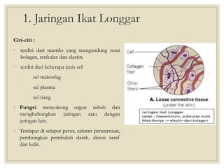 1. Jaringan Ikat Longgar
Ciri-ciri :
• terdiri dari matriks yang mengandung serat
kolagen, retikuler dan elastin.
• terdiri dari beberapa jenis sel:
- sel makrofag
- sel plasma
- sel tiang
• Fungsi menyokong organ tubuh dan
menghubungkan jaringan satu dengan
jaringan lain.
• Terdapat di selaput perut, saluran pencernaan,
pembungkus pembuluh darah, akson saraf
dan kulit.
 