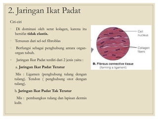 2. Jaringan Ikat Padat
Ciri-ciri
◦ Di dominasi oleh serat kolagen, karena itu
bersifat tidak elastis.
◦ Tersusun dari sel-sel fibroblas
◦ Berfungsi sebagai penghubung antara organ-
organ tubuh.
• Jaringan Ikat Padat terdiri dari 2 jenis yaitu :
a. Jaringan Ikat Padat Teratur
Mis : Ligamen (penghubung tulang dengan
tulang). Tendon ( penghubung otot dengan
tulang).
b. Jaringan Ikat Padat Tak Teratur
Mis : pembungkus tulang dan lapisan dermis
kulit.
 
