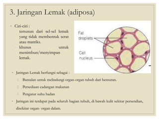 3. Jaringan Lemak (adiposa)
• Ciri-ciri :
- tersusun dari sel-sel lemak
yang tidak membentuk serat
atau matriks.
- khusus untuk
menimbun/menyimpan
lemak.
• Jaringan Lemak berfungsi sebagai :
1. Bantalan untuk melindungi organ-organ tubuh dari benturan.
2. Persediaan cadangan makanan
3. Pengatur suhu badan
• Jaringan ini terdapat pada seluruh bagian tubuh, di bawah kulit sekitar persendian,
disekitar organ- organ dalam.
 