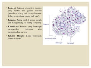 ◦ Lamela: Lapisan konsentris matriks
yang terdiri dari garam mineral
(membuat tulang jadi keras) dan serat
kolagen (membuat tulang jadi kuat).
◦ Lakuna: Ruang kecil di antara lamela
dan mengandung sel tulang (osteosit)
◦ Kanalikuli: Saluran yang berfungsi
menyalurkan makanan dan
mengeluarkan zat sisa
◦ Saluran Havers: Berisi pembuluh
darah dan saraf
 