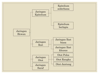 Jaringan
Epitelium
Jaringan
Hewan
Jaringan
Ikat
Jaringan
Otot
Jaringan
Saraf
Epitelium
sederhana
Epitelium
berlapis
Jaringan Ikat
khusus
Jaringan Ikat
biasa
Otot Jantung
Otot Rangka
Otot Polos
 