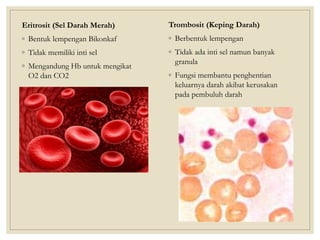 Eritrosit (Sel Darah Merah)
◦ Bentuk lempengan Bikonkaf
◦ Tidak memiliki inti sel
◦ Mengandung Hb untuk mengikat
O2 dan CO2
Trombosit (Keping Darah)
◦ Berbentuk lempengan
◦ Tidak ada inti sel namun banyak
granula
◦ Fungsi membantu penghentian
keluarnya darah akibat kerusakan
pada pembuluh darah
 