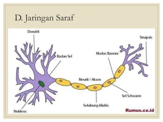 D. Jaringan Saraf
 